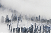 Arber Wald Nebel