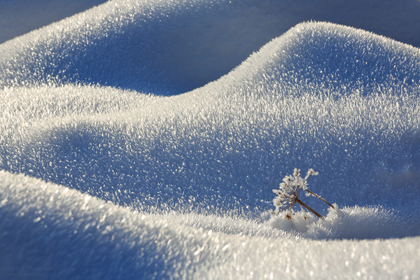 Eiskristalle und Pflanze
