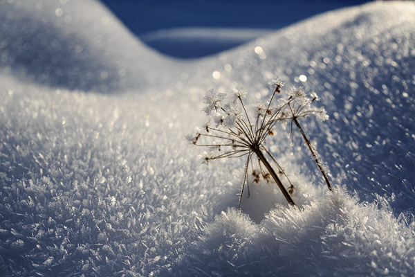 Pflanze und Eiskristalle