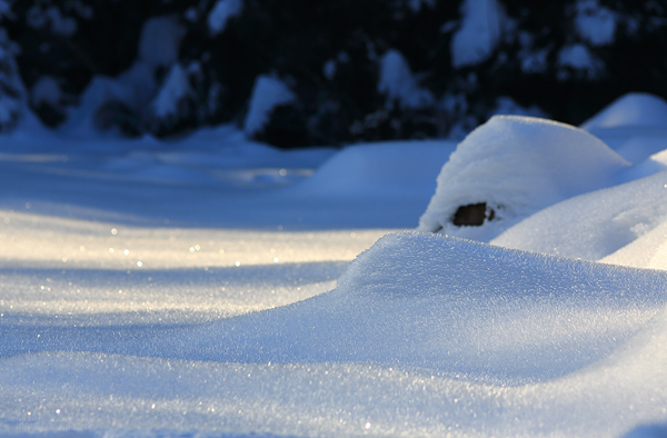 Schneebedeckte Wiese