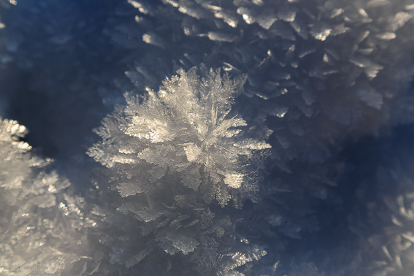 Blume aus Eiskristalle