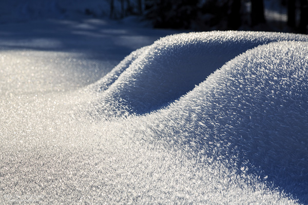 Schneebedeckte Baumstämme